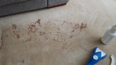 Carpet Stain Removal Albanvale